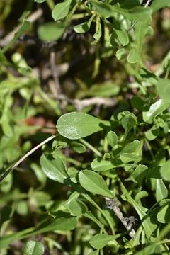 Globe daisy Stock Photos