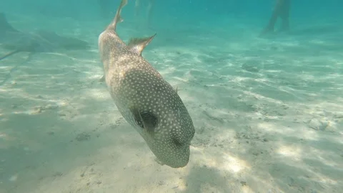 The globe fish is not afraid of tourists in bora bora, polynesia 스톡 동영상 257544866