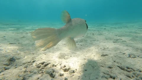 Globe fish swimming in polynesia 스톡 동영상 257544722