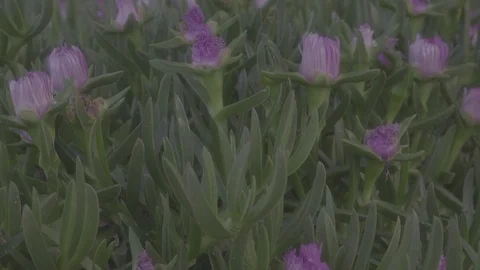 Globe-flover macro stamens Stock Footage 101125770