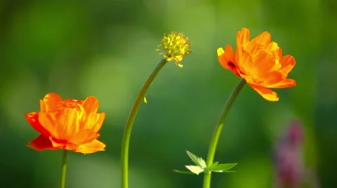 Globe-flower 스톡 동영상 66418736