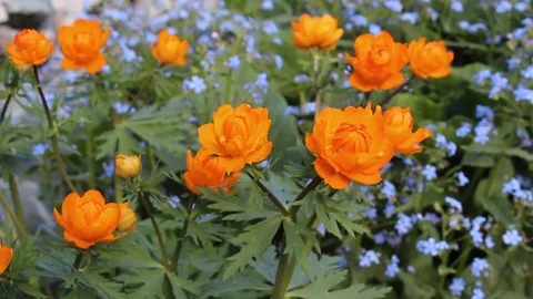 Globe-flower spring bloom in the garden Video stock 83268410