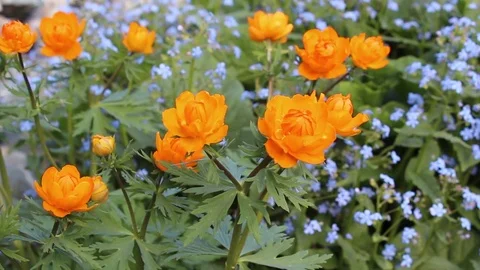 Globe-flower spring bloom in the garden Stock Footage 83270202