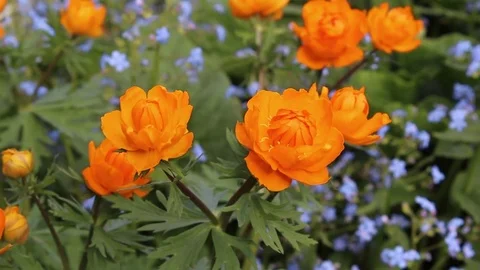 Globe-flower spring bloom in the garden Stock Footage 83270825