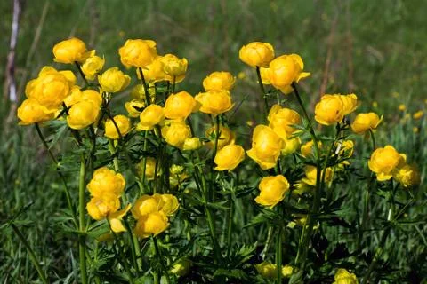 Globe-flowers Stock Photos