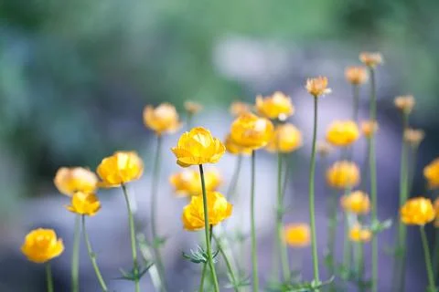 Globe flowers Stock Photos