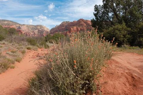 Globe mallow and dramatic red rocks in Sedona, Arizona Stock Photos