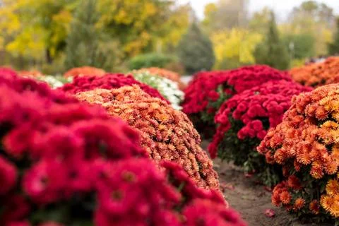 Globe shape chrysanthemums Foto stock