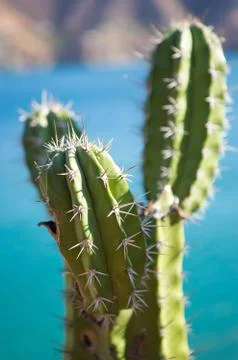 Globe shaped cactus with long thorns Stock Photos