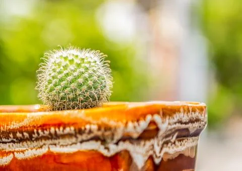Globe shaped cactus Stock Photos