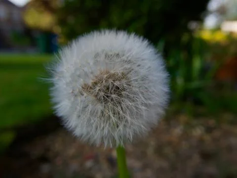 Globe shaped dandelion clock in spring against dark background Stock Photos