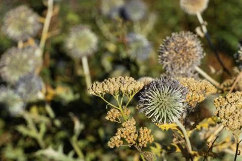 Globe thistle and dried wild flowers close up in nature Stock Photos