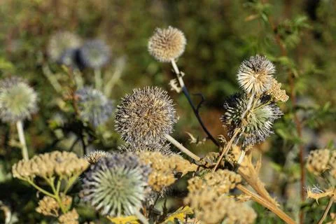 Globe thistle and dried wild flowers close up in nature Stock Photos
