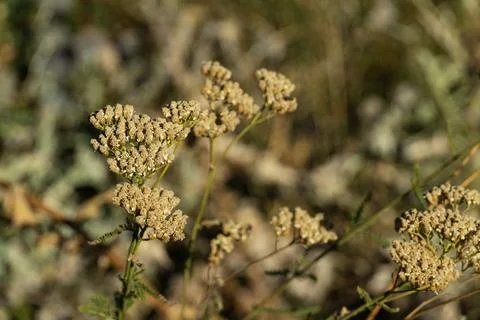 Globe thistle and dried wild flowers close up in nature Stock Photos