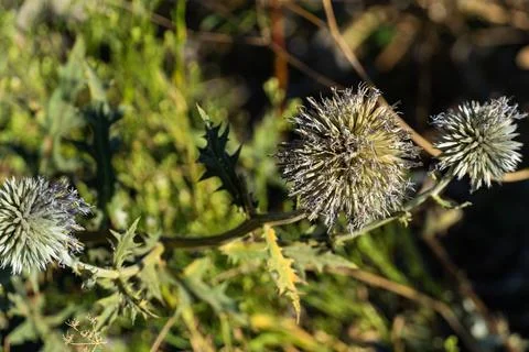 Globe thistle and dried wild flowers close up in nature Stock Photos