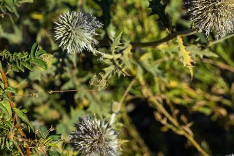 Globe thistle and dried wild flowers close up in nature Stock Photos