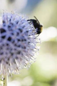 Globe thistle with bee (close-up) Stock Photos