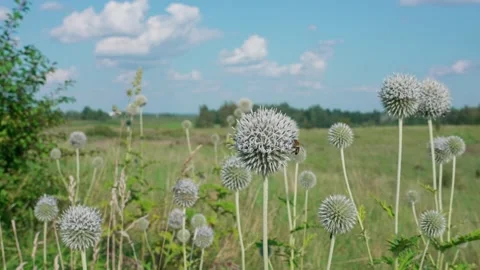 Globe thistle with bees Stock Footage 324957925