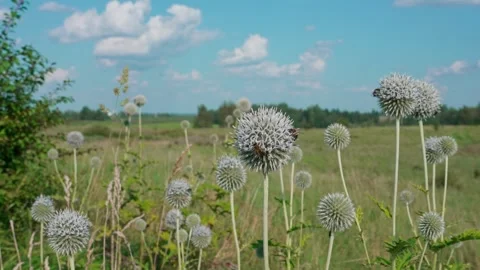 Globe thistle with bees Stock Footage 324957939