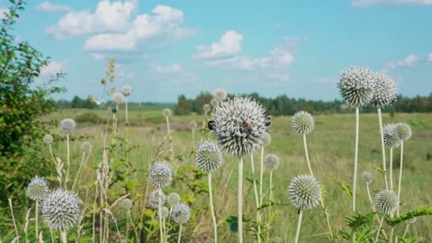 Globe thistle with bees Stock Footage 324957979