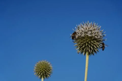 Globe thistle with bees Stockfoto's