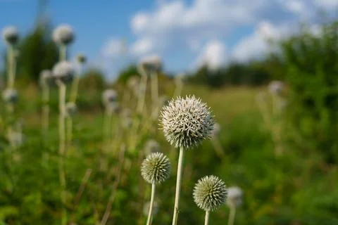 Globe thistle with bees Fotos de archivo