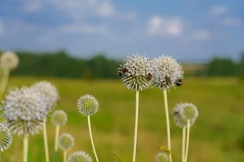 Globe thistle with bees Stock-Fotos