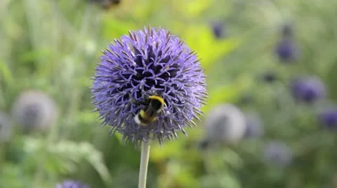 Globe thistle (Echinops) and bumble bee (Bombus) Stock Footage 14920145