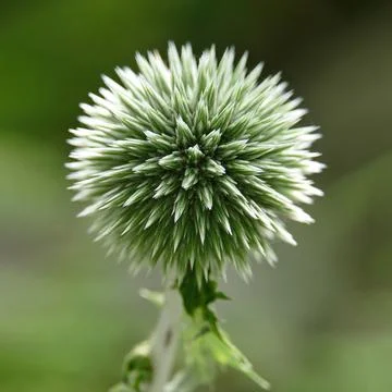 Globe thistle (Echinops) close-up isolated background Stock Photos