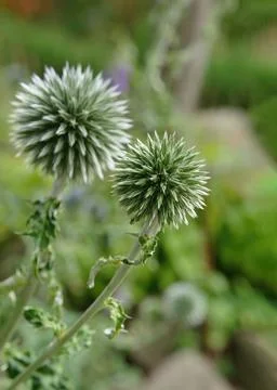 Globe thistle (Echinops) close-up isolated background Stock Photos