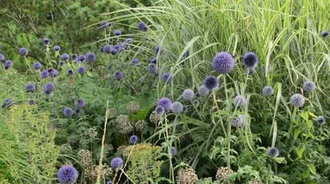 Globe thistle (Echinops), ornamental allium (Allium) and Chinese silver grass Stock Footage 18150304