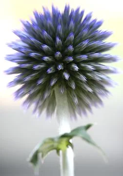 Globe Thistle (Echinops) Stock Photos