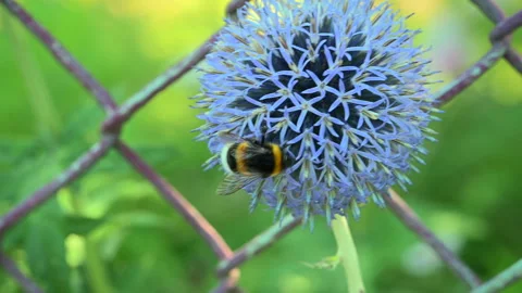 Globe thistle flower with a bee looking for nectar Video stock 280291114
