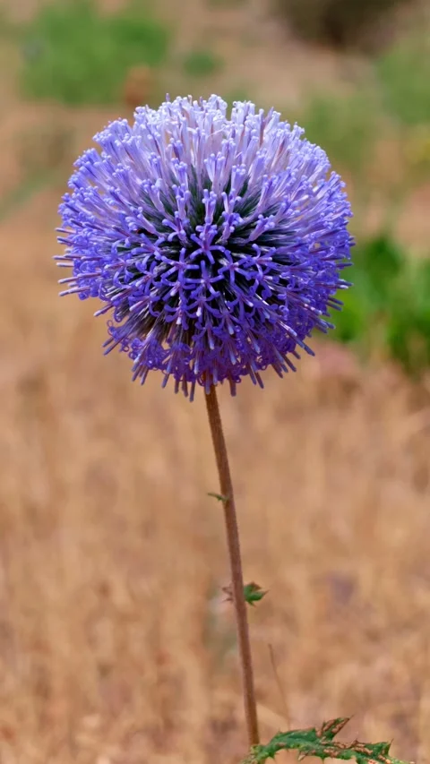 Globe thistle flower close-up, dry field background, natural light Stock Footage 341775049
