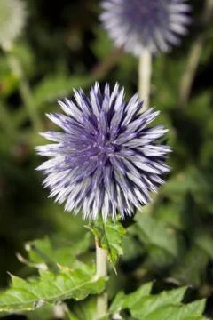 Globe thistle flower (echinops sp.) Stock Photos