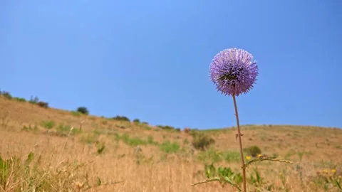 Globe thistle flower stands tall in dry grass under clear sky Stock Footage 341774936