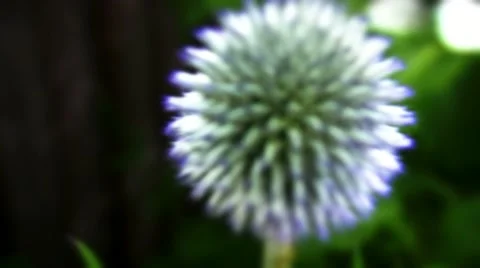 Globe Thistle Video stock 10824541