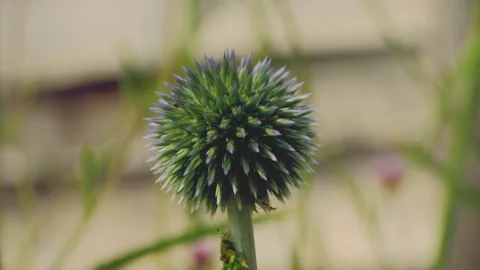 Globe Thistle Stock Footage 246541907