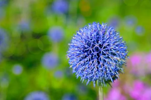 Globe thistle Stock Photos