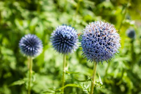 Globe Thistle Stock Photos
