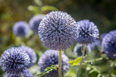 Globe Thistle Stock Photos