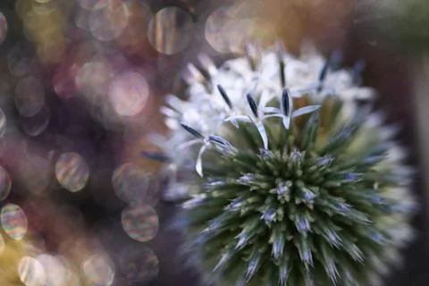 Globe thistle Stock Photos