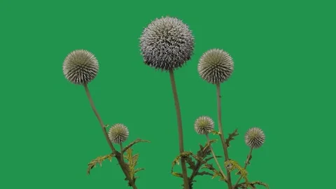 Globe thistle stems isolated on a green screen chroma key. Stock Footage 336905826
