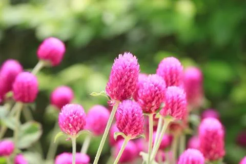 Globeamaranth flowers Stock Photos