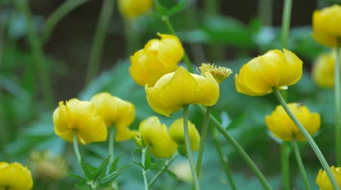 Globeflower Flowers Blossom In Spring Video stock 64634973