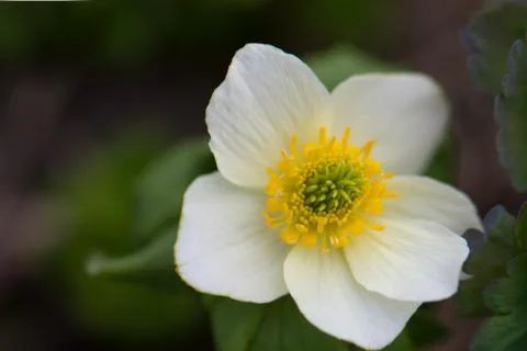 Globeflower Stock Photos