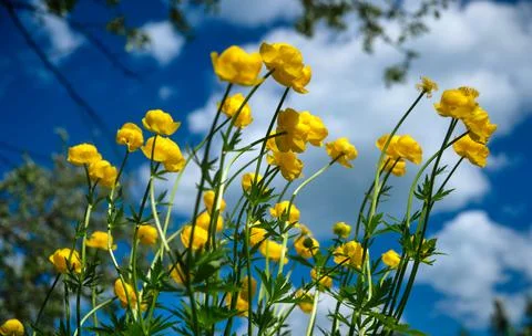 Globeflower Trollius europaeus blooms in yellow blossoms on a sunny spring day Stock Photos