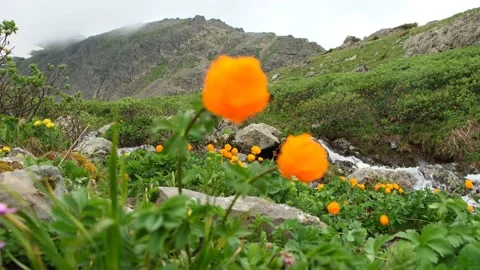 Globeflowers in mountain valley Stock Footage 222551680