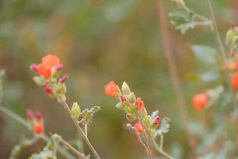Globemallow closeup with selective focus Stock Photos