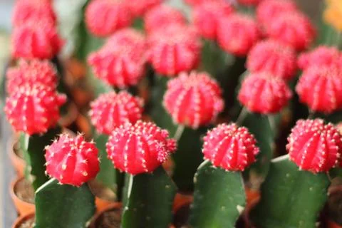 The globular cactus with a red top. Fotos Stock